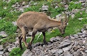 83 Stambecco al pascolo pomeridiano